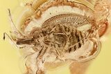 Superb Fossil Lace Bug (Intercader weitschati) In Baltic Amber #335544-1